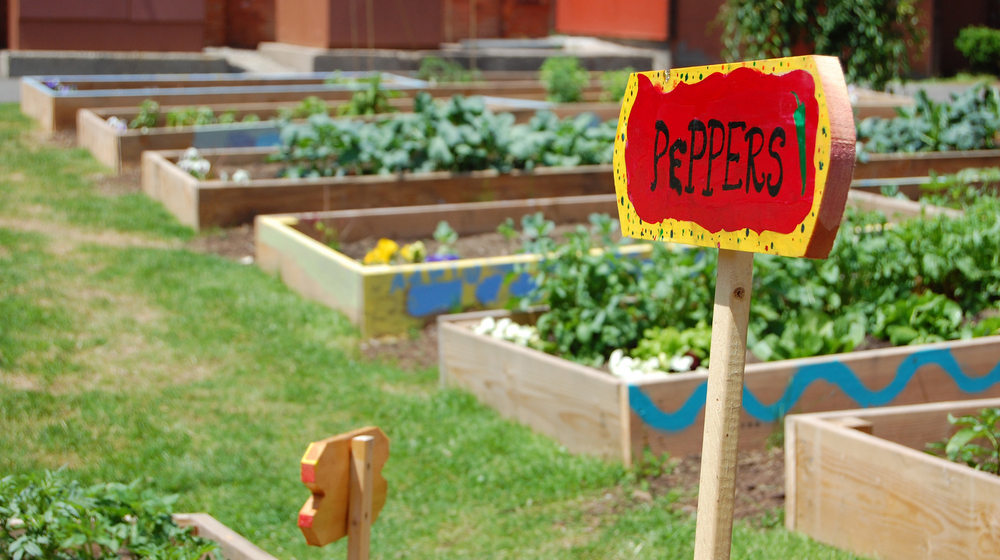 Feature | Tips for Successful Urban Farming