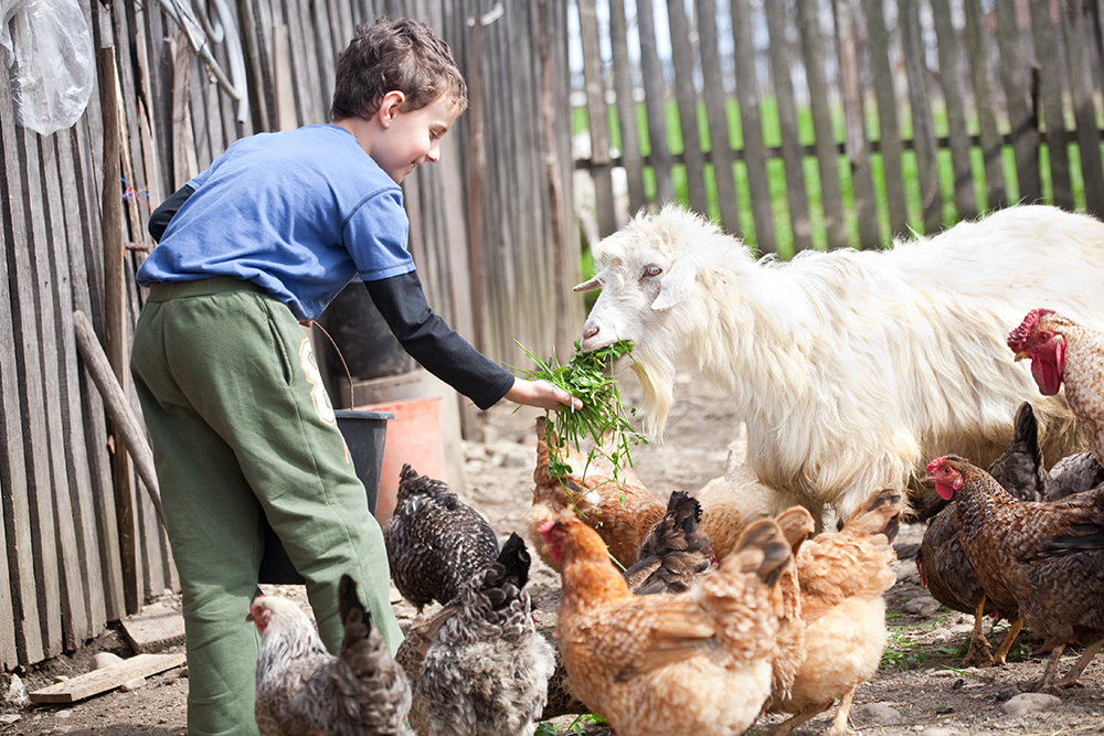 Little Farm Boy Feeding the Chickens and the Goat | Why You Should Have A Backyard Farm