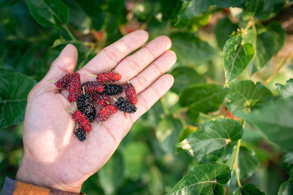 Fresh Mulberry Fruits From Mulberry Tree | Why You Should Have A Backyard Farm