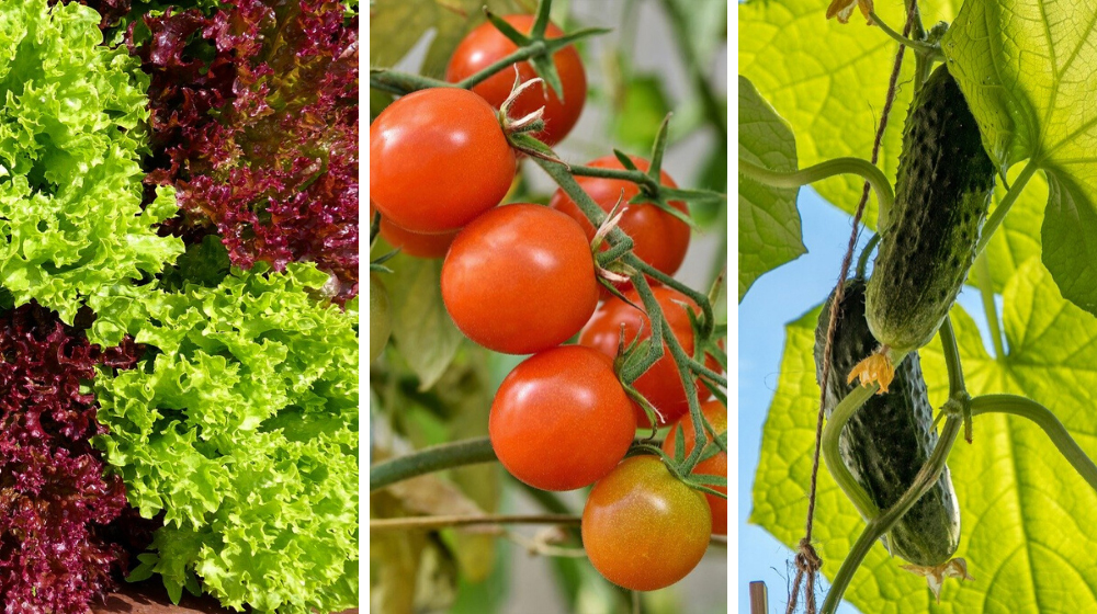 Check out 8 Easiest Vegetables To Grow For Beginners at https://survivallife.com/easiest-vegetables-to-grow-beginners/