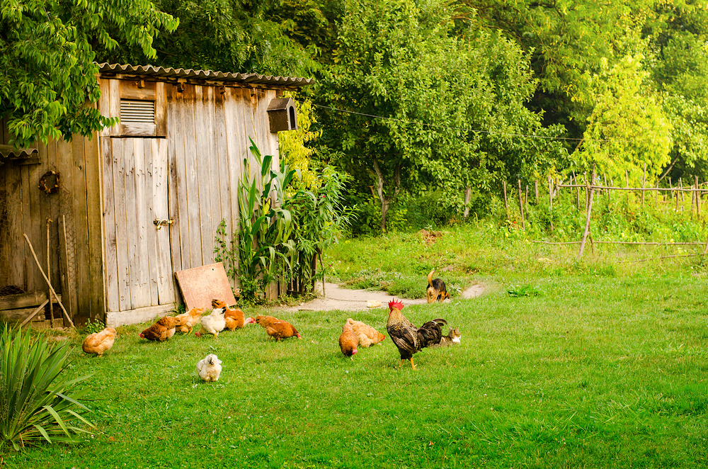 why you should have a backyard farm
