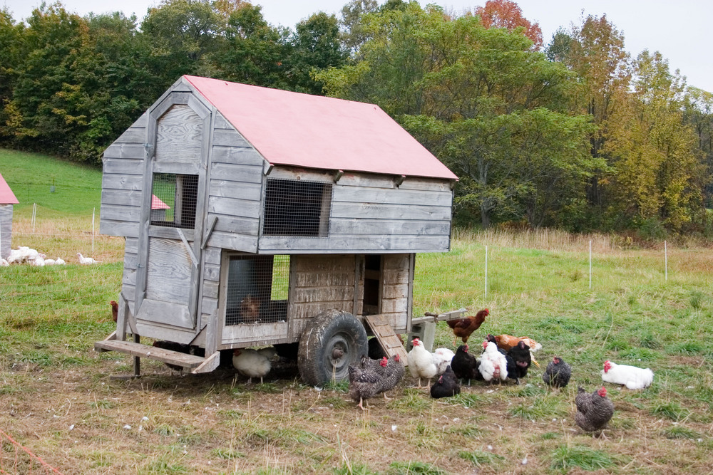 Free Range Chickens Can Still Use a Coop | How to Raise Free-Range Chickens