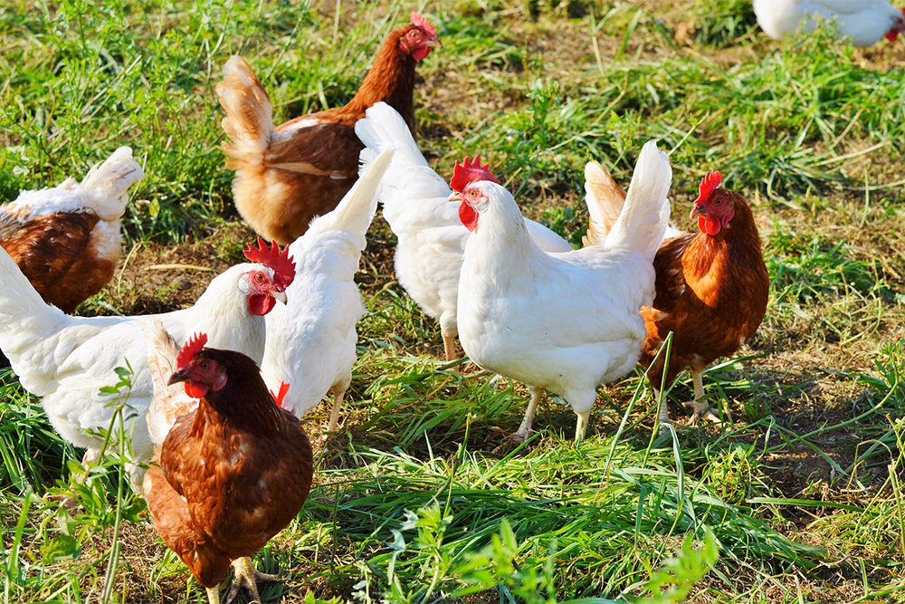 How to Raise Free-Range Chickens