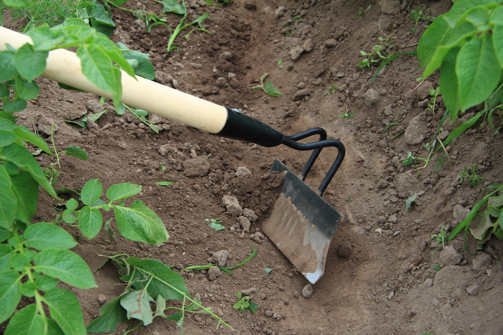 Hoe | Gardening Hand Tools You Should Have
