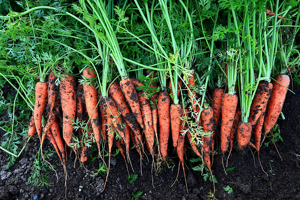 Carrots | Planning a Real Fall Garden