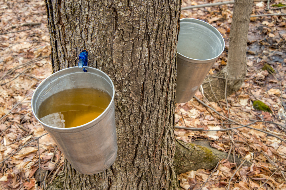 Tagging Sugar Maples to Tap Later | Making Your Own Maple Syrup: Part 1