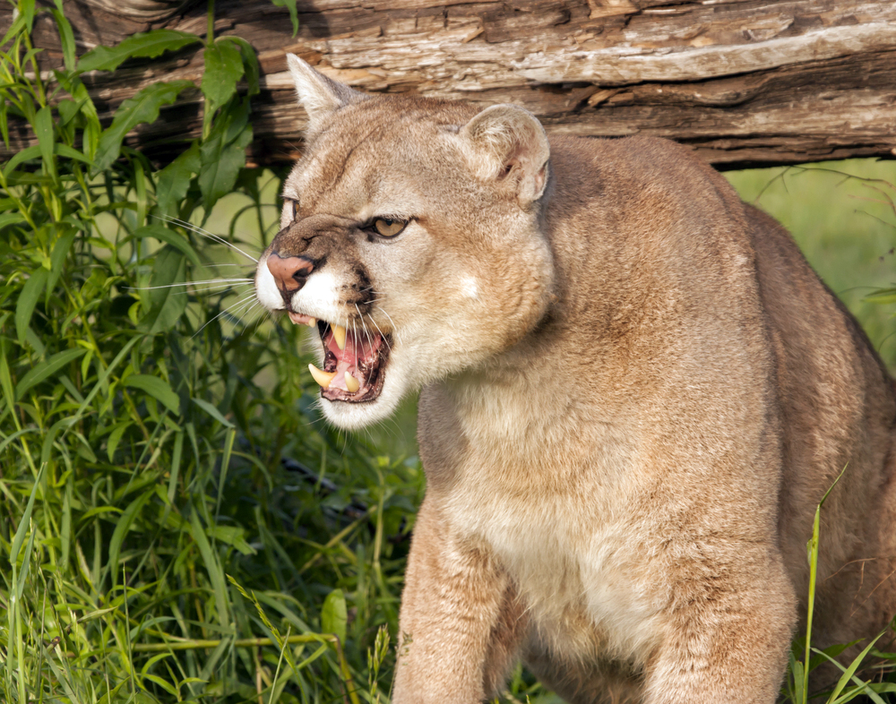 Mountain Lion | Surviving Predator Attacks 