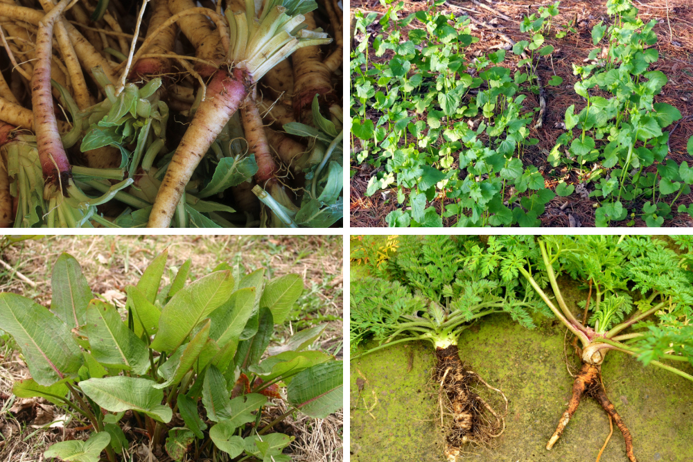 Roots | Survival Foods - Edible Plant Fibers