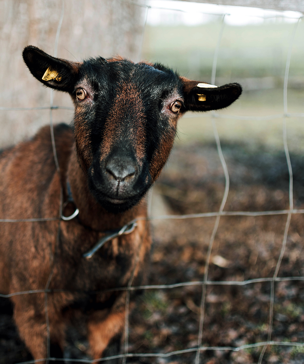 Inexpensive Maintenance | Goats Are Underrated: Reasons You Need Goats