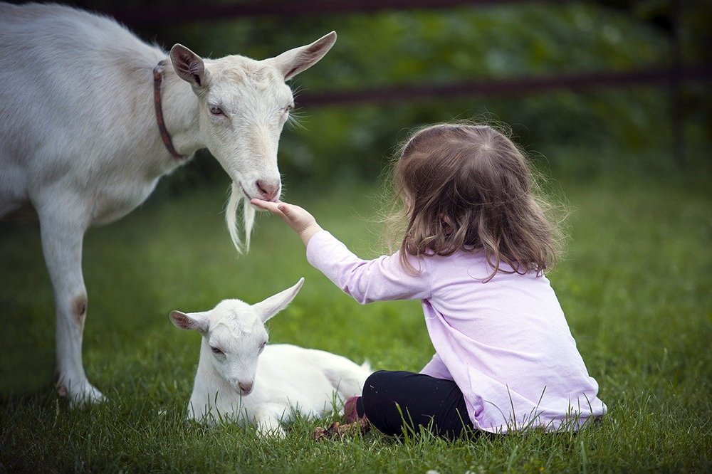 They’re Great Companions | Goats Are Underrated: Reasons You Need Goats