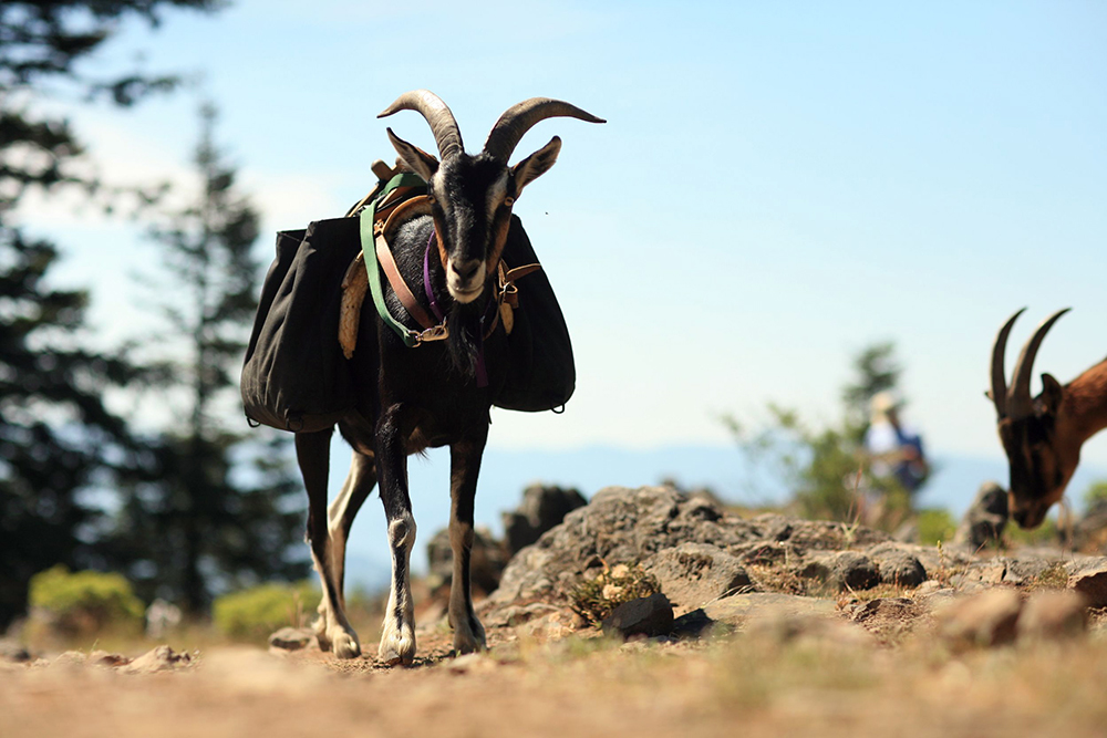 They’re Great Pack Animals | Goats Are Underrated: Reasons You Need Goats