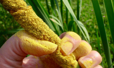 yellow pollen edible wild plants