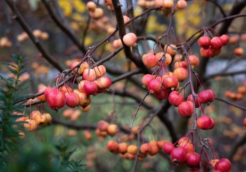 Crabapple in the autumn | Winter Foraging | Guide to Foraging Winter Survival Food