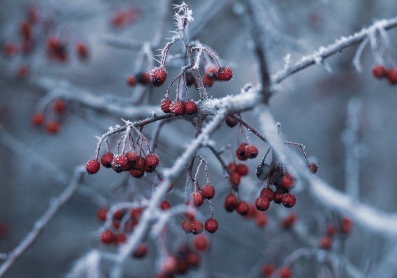Focus photography of red berries | winter berries 