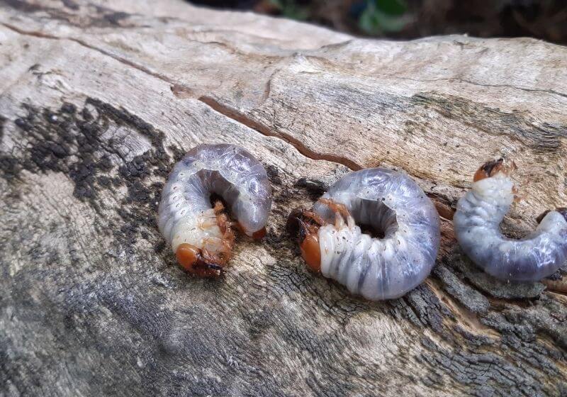  Grubs on a log | Winter Foraging | Guide to Foraging Winter Survival Food