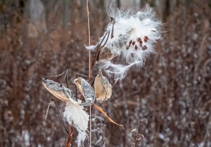 Milkweed bush with open Seed Pods | Winter Foraging | Guide to Foraging Winter Survival Food 