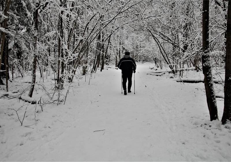 Nordic walking. An elderly man with Nordic walking sticks walks along a path in a snowy winter forest | Walking on Ice Walking Sticks 