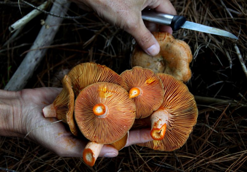 foraging pine forests wild ring mushrooms | bushcraft activities ideas