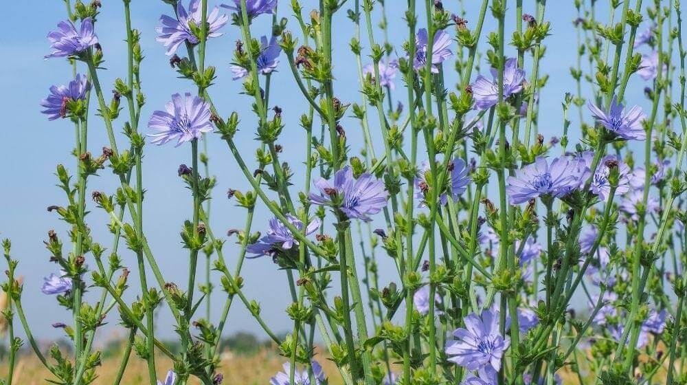 Field of blue Chicory | Edible wild plants