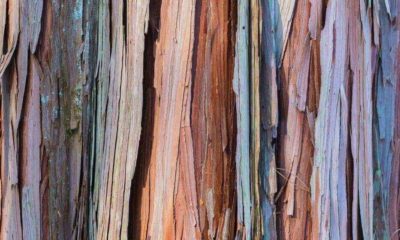 Close up of dry colorful tree bark | How To Use Tree Bark For Survival | Featured