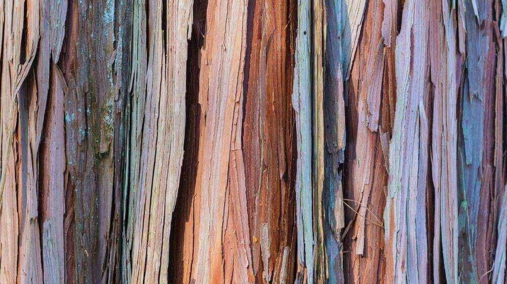 Close up of dry colorful tree bark | How To Use Tree Bark For Survival | Featured