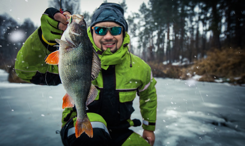Trophy perch. Ice fishing background | ice fishing near me