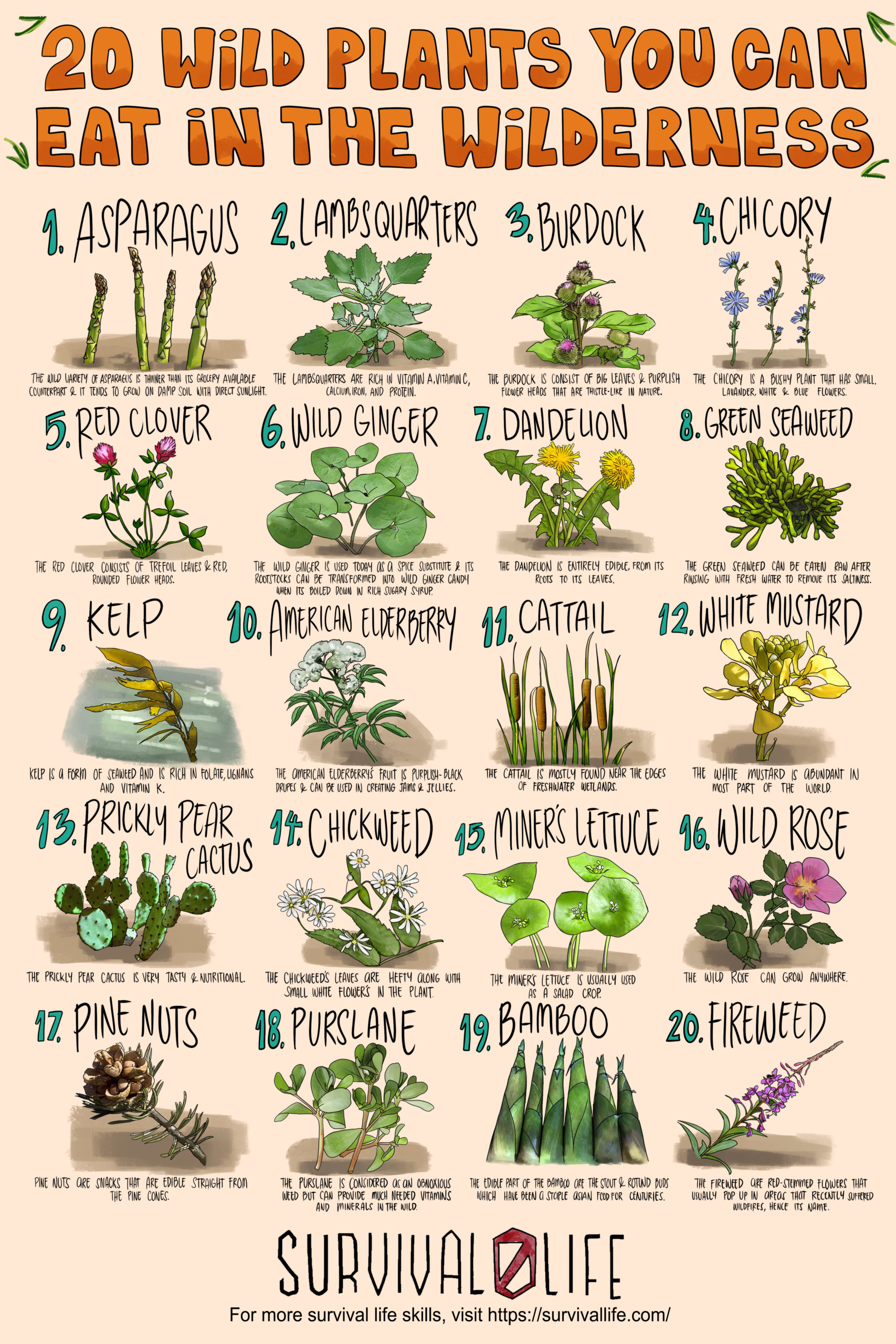 20 Wild Plants SL scaled