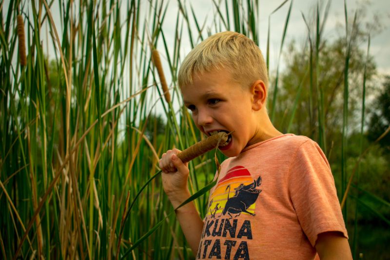 A little boy with a orange Disney shirt on. A little boy putting a catail in his mouth-Wild Survival Foods-ss
