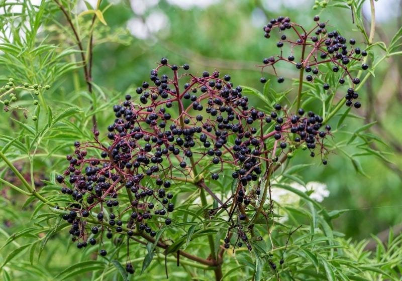 American black elderberry fruit Edible wild plants SS