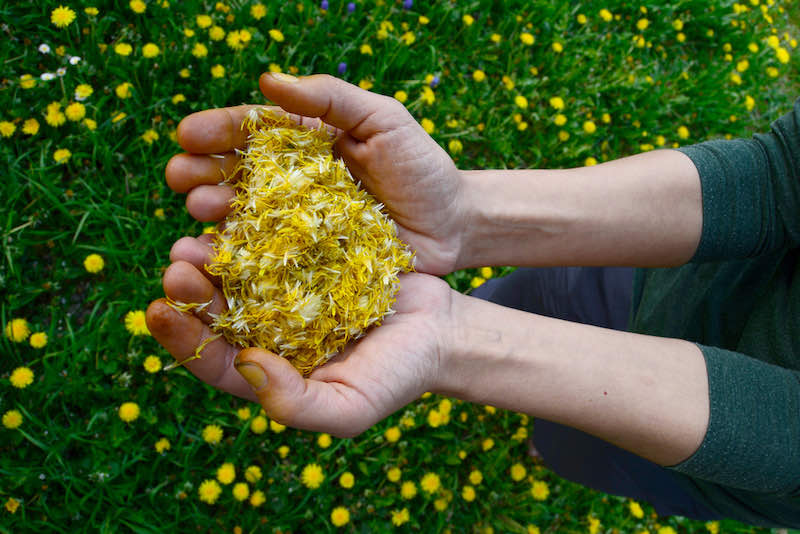 Close up of hands holding harvested dandelion petals for healthy tea | dandelion salad