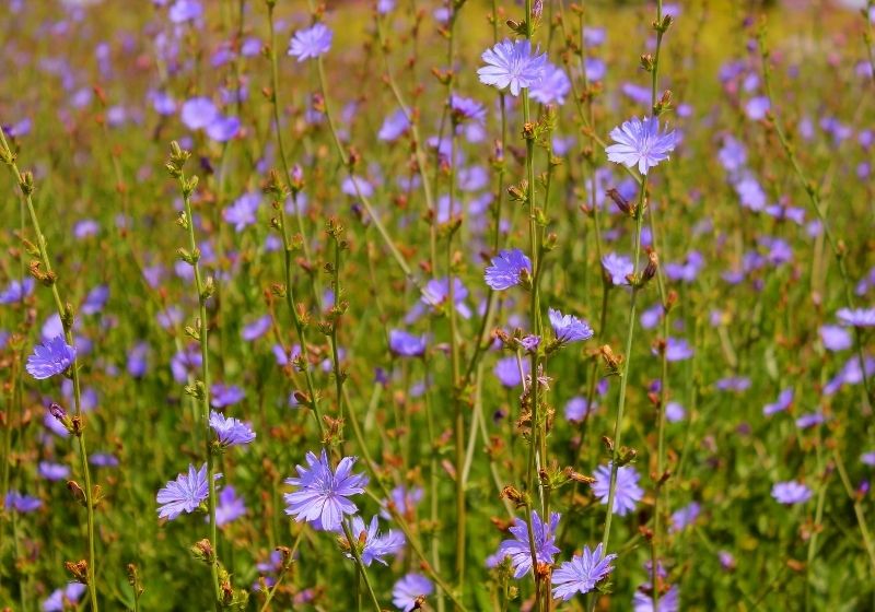 Common chicory flower Edible wild plants SS
