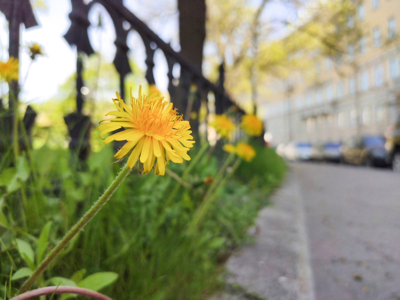 Dandelion flowers on yellow city street | eating dandelions benefits