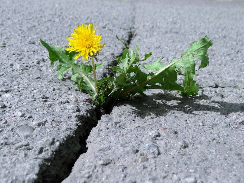 Deep crack on the asphalt | can you eat dandelion stems