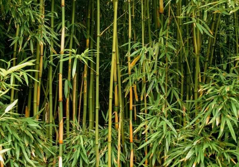 Green bamboo forest Edible wild plants SS