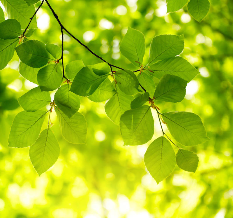 Green leaves background | tree identification by leaf