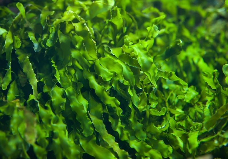 Green seaweed Edible wild plants SS