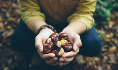 Man holding fresh Chestnuts picked from the forest floor-spring foraging-ss-featured