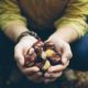 Man holding fresh Chestnuts picked from the forest floor-spring foraging-ss-featured