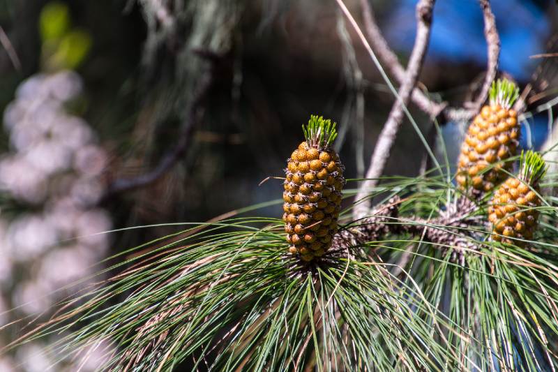 Pinus sp with fruit belongs to the Pinaceae family-Wild Survival Foods-ss