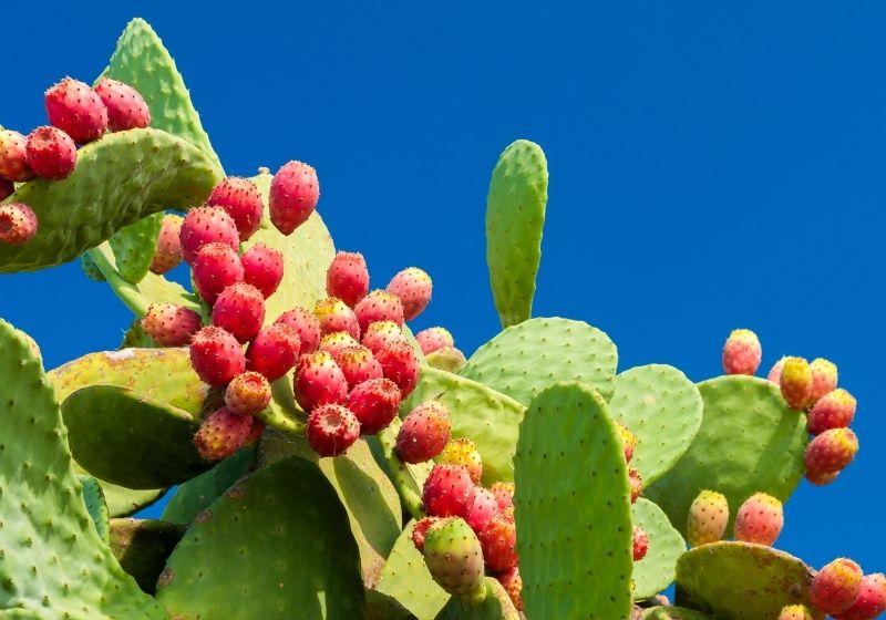 Prickly pears with red fruits Edible wild plants SS