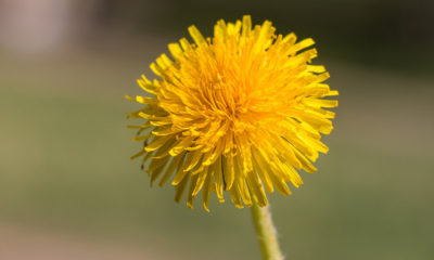 Taraxacum, commonly known as dandelions | eating dandelions side effects