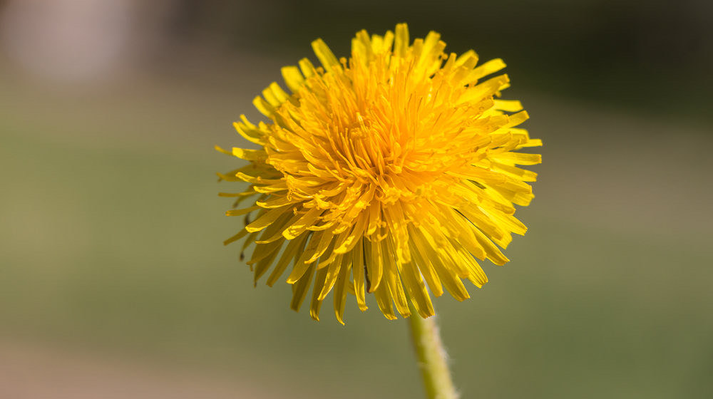 Taraxacum, commonly known as dandelions | eating dandelions side effects