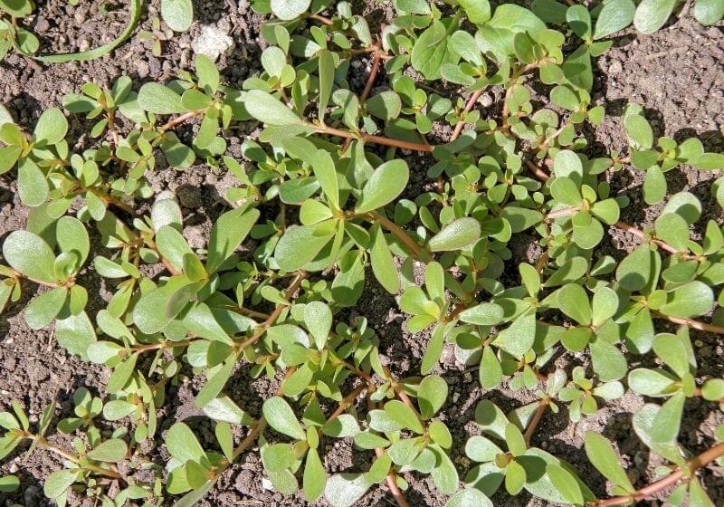  is used as traditional Chinese medical herbal (Ma Chi Xian "horse tooth amaranth | purslane edible