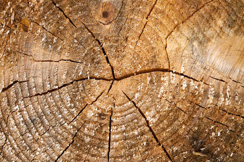 Tree rings old weathered wood texture with the cross section of a cut log | tree identification by bark