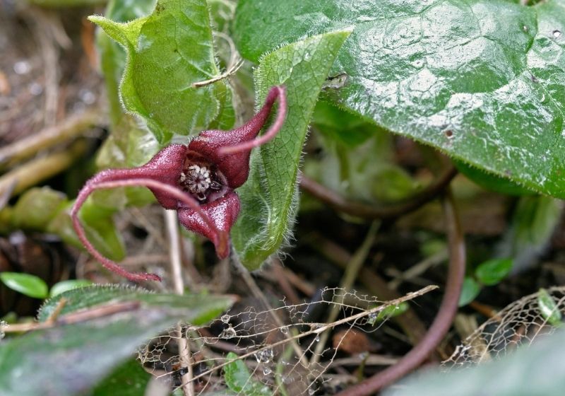 Check out 20 Edible Wild Plants You Can Forage For Survival at https://survivallife.com/edible-wild-plants/