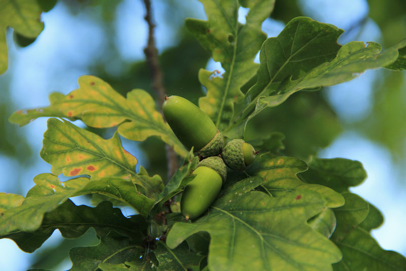 an acorn from an oak tree on the background of oak leaves | tree identification service