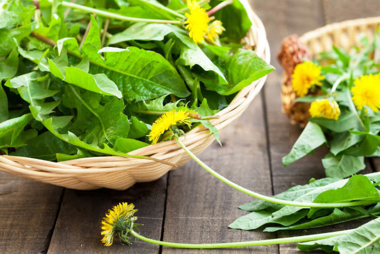 can-you-eat-dandelions-what-health-buffs-should-know