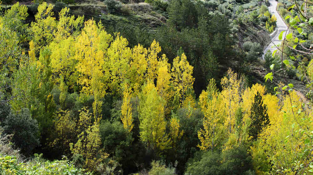 different trees in autumn | Tree Identification Guide | featured