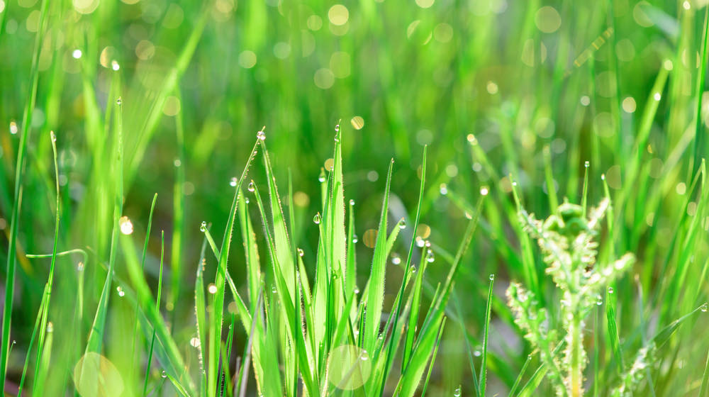 green fresh grass dew drops photo for abstract background | How To Collect Dew Water For Survival | featured