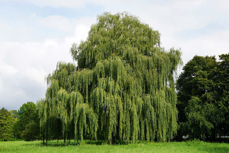 weeping willow tree | best tree identification app